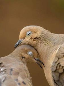 پرنده هست چیزی نگین 😉🙃بیا و بنشین به کنج چشمم
که کس در ای