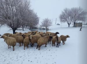 برف و روستای ما