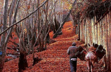 زیبایی تقدیم به نگاه مهربونتون 🌹