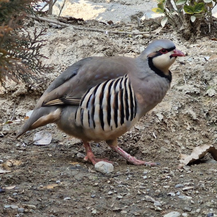 باغ پرندگان