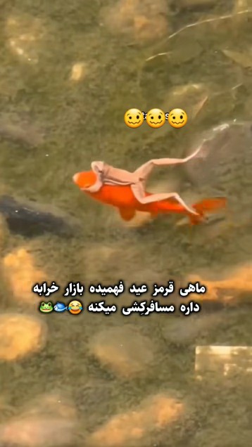 یعنی اوضاع تا این حد.........؟؟😂😂