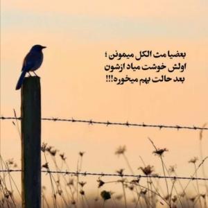 بعضی ها مث الکل میمونن...🌷✔️