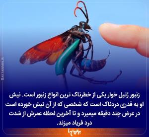 آیا می‌دانستید که ☘️🌺