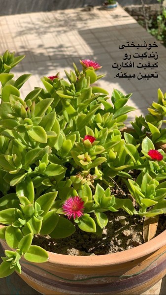 فقط به چیزهایی خوب فکر کن 🌺