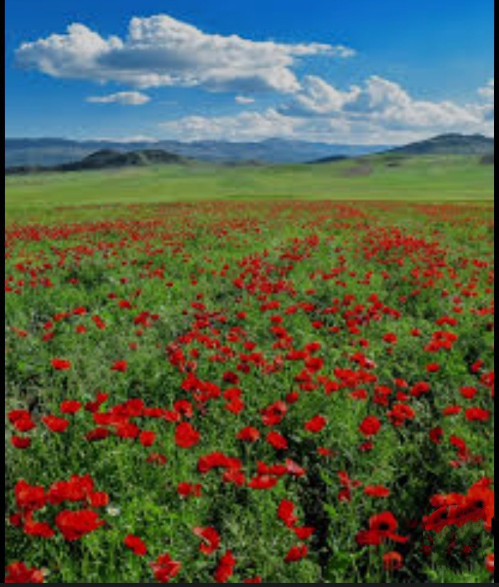 مهران لر...لرستان سرزمین شقایق هاست 🤔🙄👈🌹🥀🌷