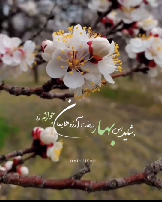 ❤️به امید جونه زدن آرزوی همه دوستان عکاسخانه تو سال جدید❤️