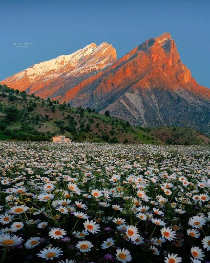 بهارولرستان 🌿🌱🌹🥀