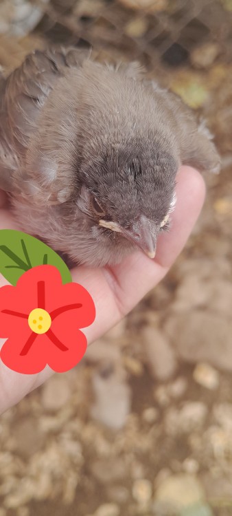 تازه به پرواز دراومده🥰