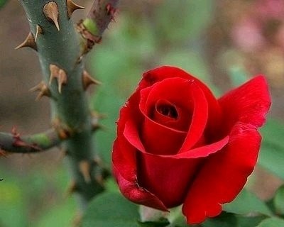 خارِ غمِ عشق