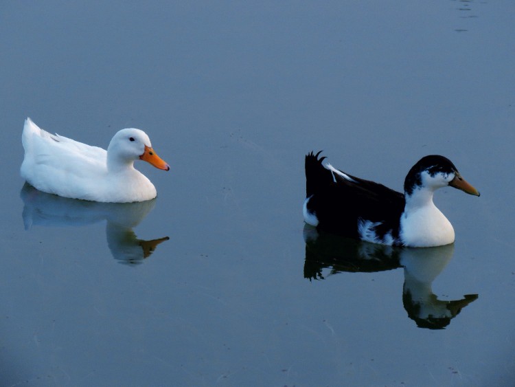 🦢🦢