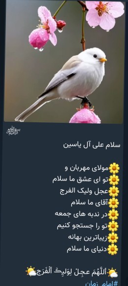 🌹🌹🌹🌹
