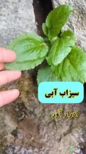 گیاهان لب چشمه 