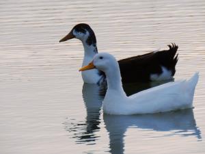 🦢🦢