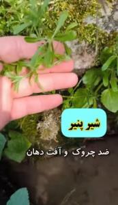 گیاهان لب چشمه 