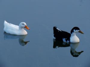 🦢🦢