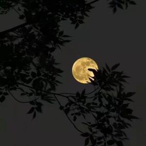 شبتون بی دغدغه 🌹♥️