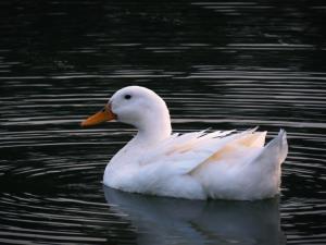 🦢🦢
