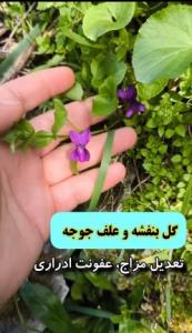 گیاهان لب چشمه 