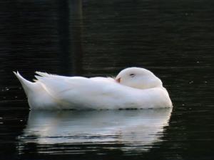 🦢🦢