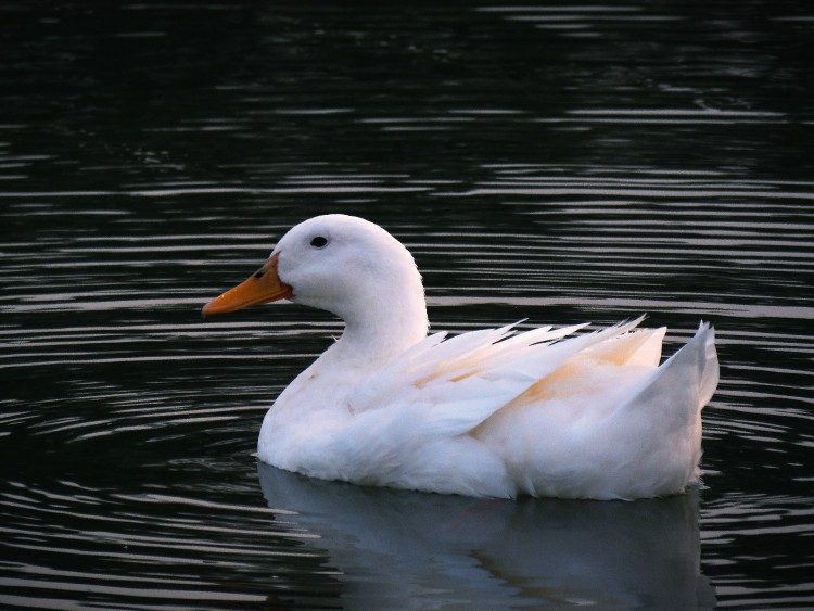 🦢🦢