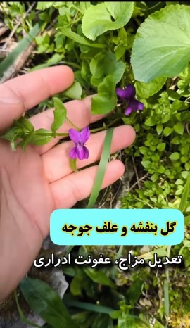 گیاهان لب چشمه 