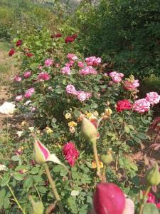 این گلها را تقدیم میکنم به دوستهای مهربانم 🌹😊😊😊