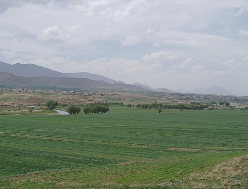مزارع گندم روستای گشنیزجان 