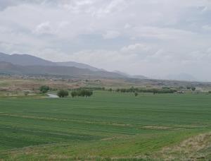 مزارع گندم روستای گشنیزجان 