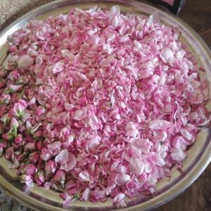 گل محمدی