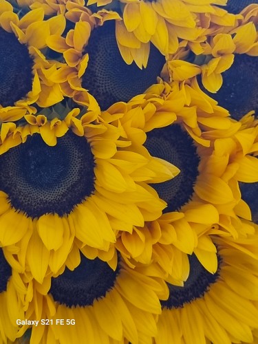 زن که باشی...