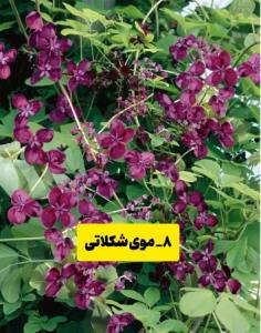 اسم گلها را بدونیم 