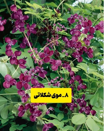 اسم گلها را بدونیم 
