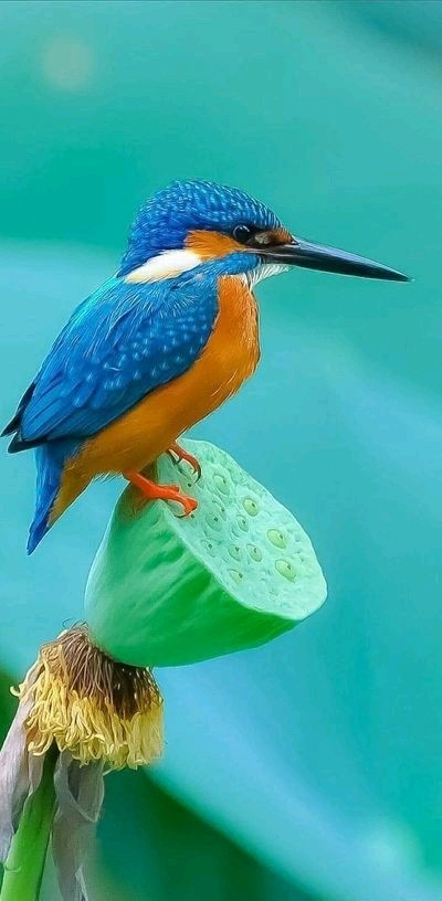 اجازه ندهید بچه هایتان ۱۰ شب به بعد گوشی در اختیارشان باشد