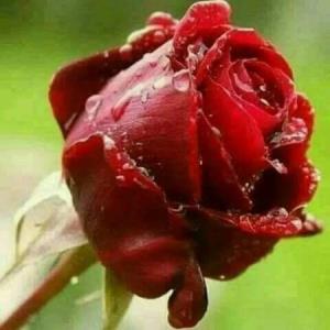 بعضیا رو نباید ...💞