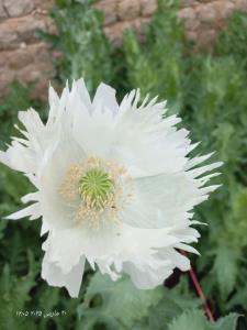 🌼