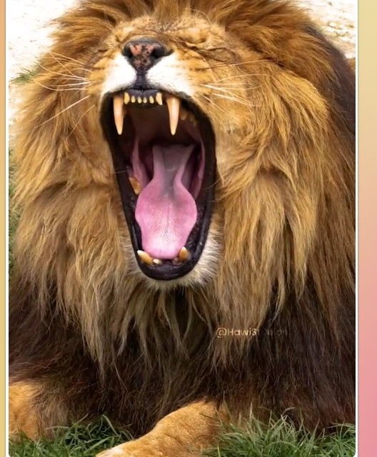 بچه های عکاسخونه سلام صبحتون بخیر ونیکی ✋️😅😅🌻🌻🌻🌻
