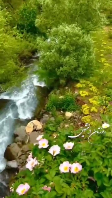 روزتون سرشارازشادی گلهای بامعرفت خبری 🌻🌻🌻