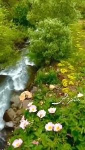 روزتون سرشارازشادی گلهای بامعرفت خبری 🌻🌻🌻