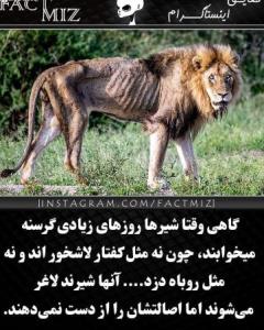 آیا می‌دانستید که 👌🌺