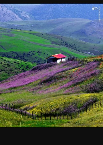بهار.تالش