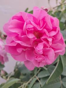 🌺