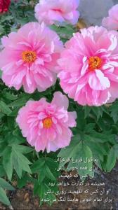 ⁪⁬⁮⁮⁮⁪⁬⁮⁮⁮⁮⁪⁬⁮⁮⁮⁪⁬⁮⁮⁪⁬⁮به قول فروغ فرخزاد:
برای همه خوب باش،