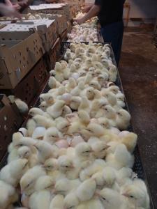 سلام شبتون بخیر 🐥🐥