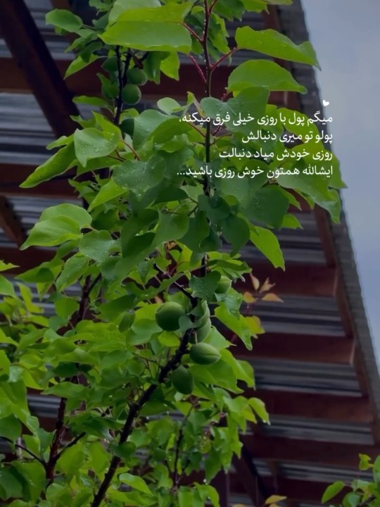 ایشالله همتون خوش روزی باشید🤞🏻