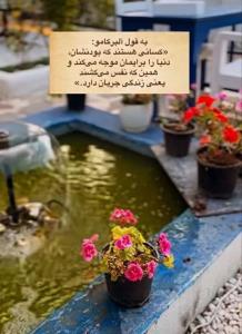 شبتون شیک 