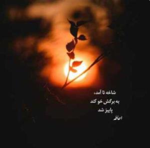 شاخه