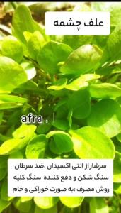 گیاهان دارویی را بشناسیم 