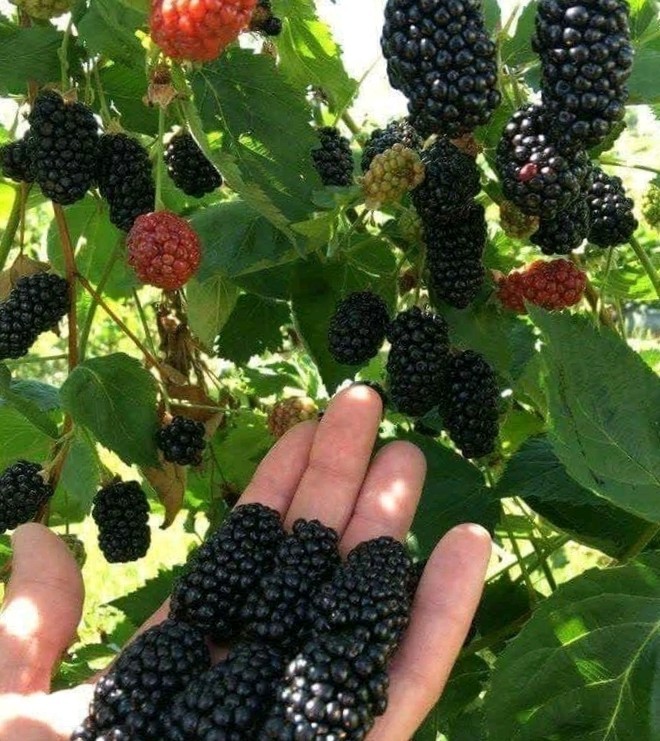 سلام صبح زیباتون بخیر 