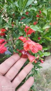 اینم انار خونه باغ امیر مکانیک 🪴🌺🌱🌻🌼🌿❤️🌸🍓🍒🌹☘️