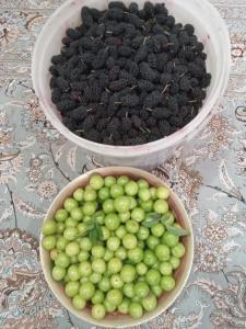 سلام به همگی بفرما هر کی دوست داره بگیره توت وآلوچه 😊😊